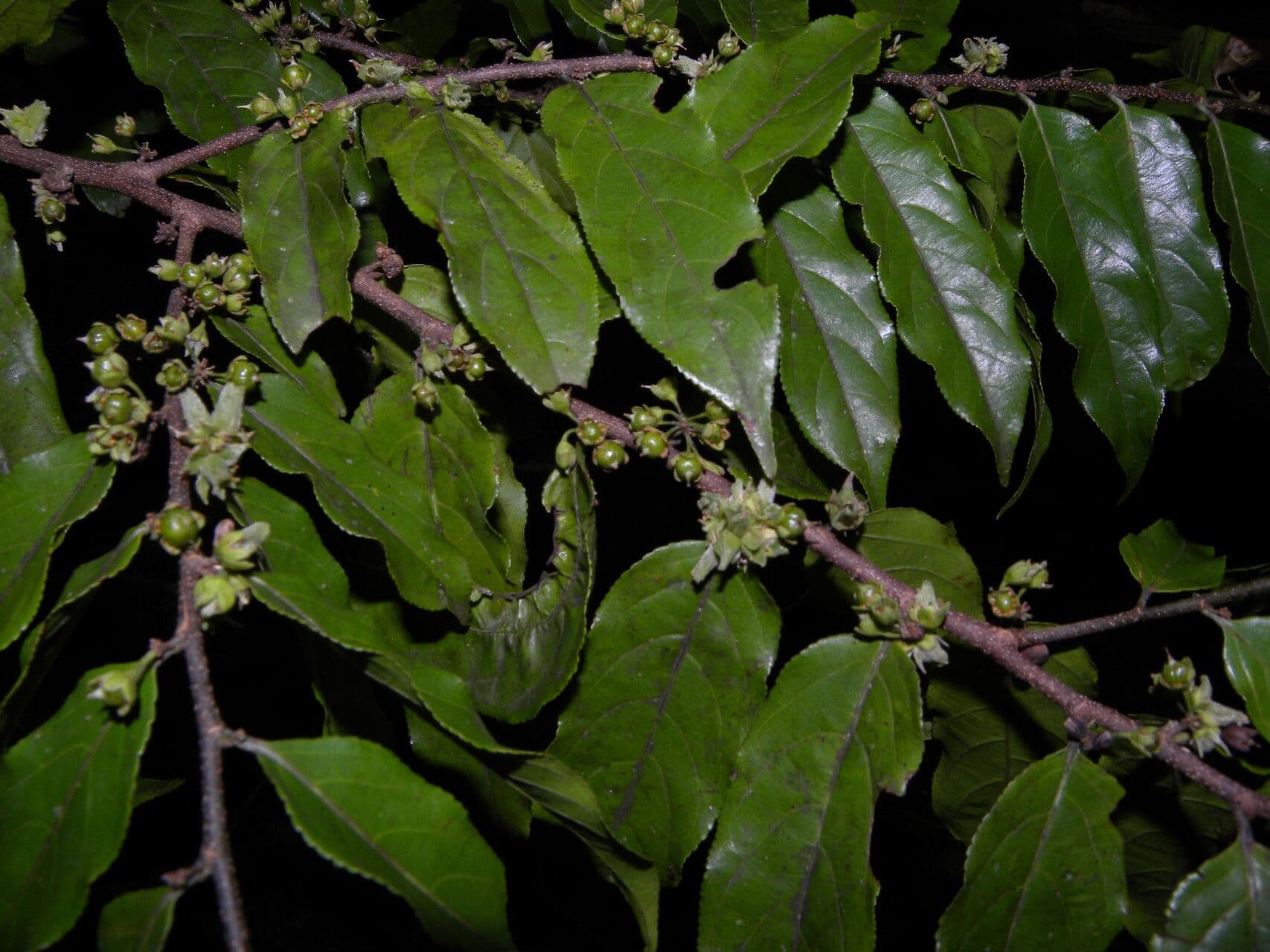 Casearia 9