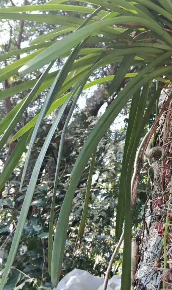 Cymbidium aloelistne 8