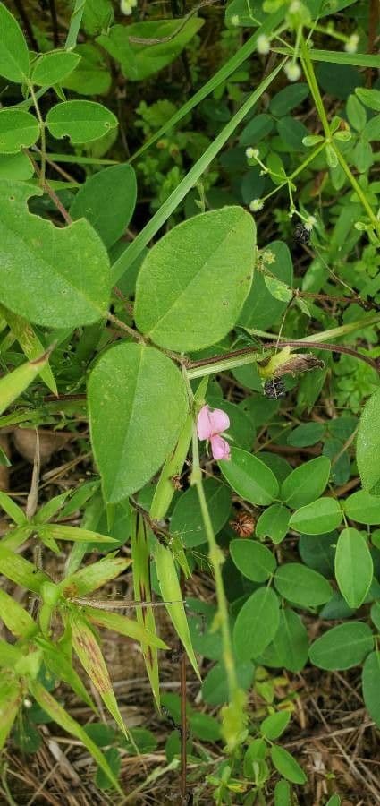 Galactia striata 6