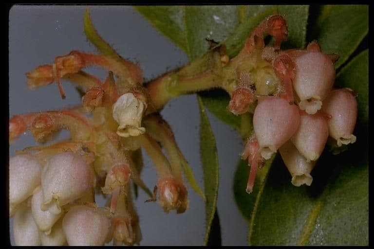 Arctostaphylos virgata 3