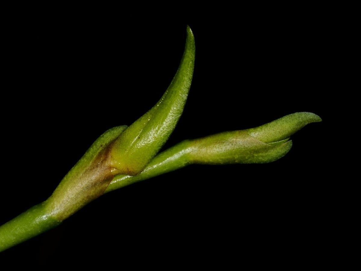 Bulbophyllum