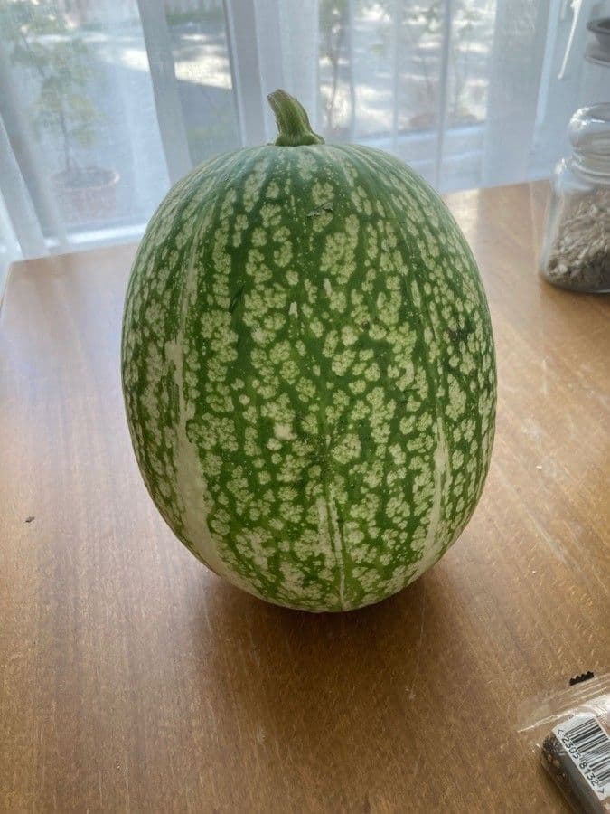 Figleaf gourd 4