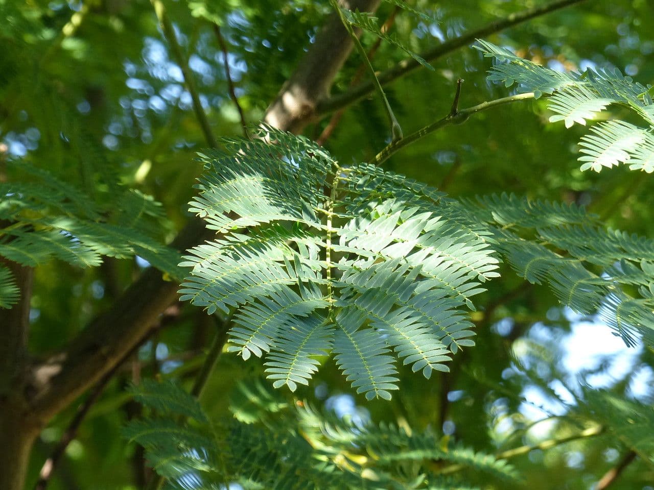 Mimosa 16