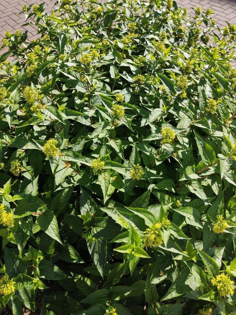 Busch-Honeysuckle 11