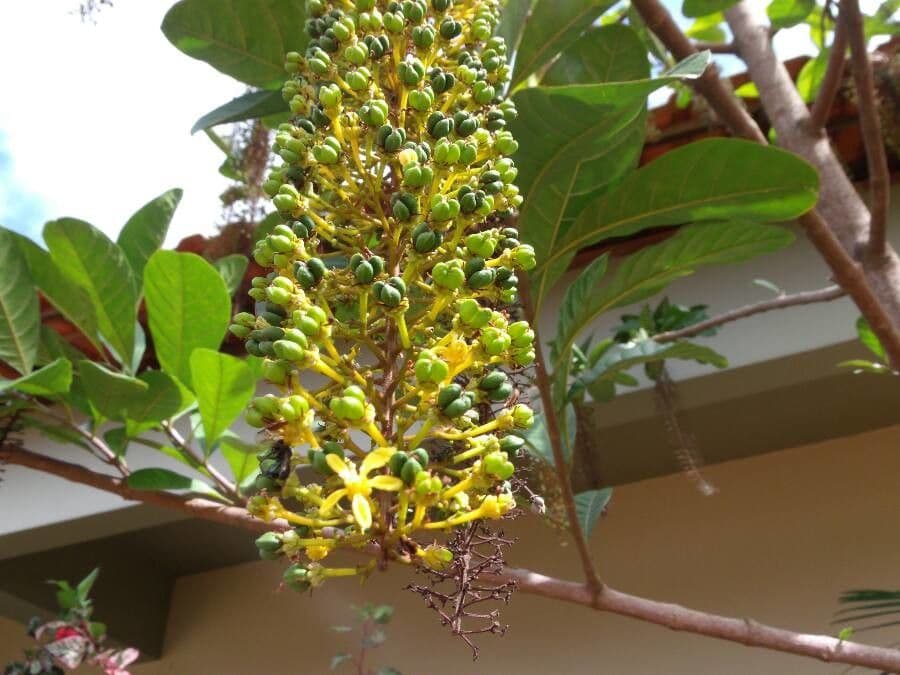 Lophanthera 2