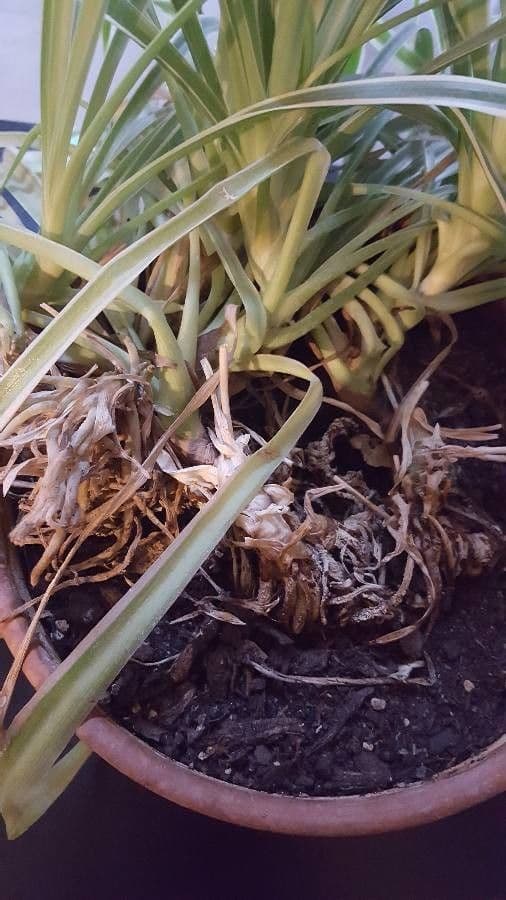 Chlorophytum 25