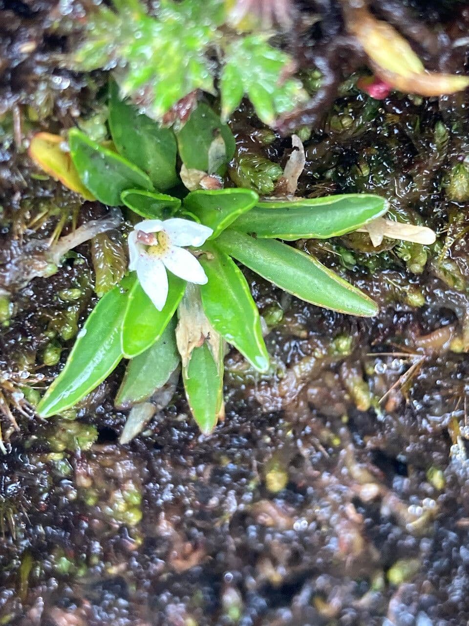 Lysipomia 4