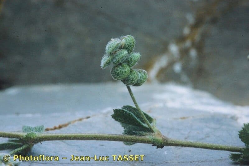 Medicago 2