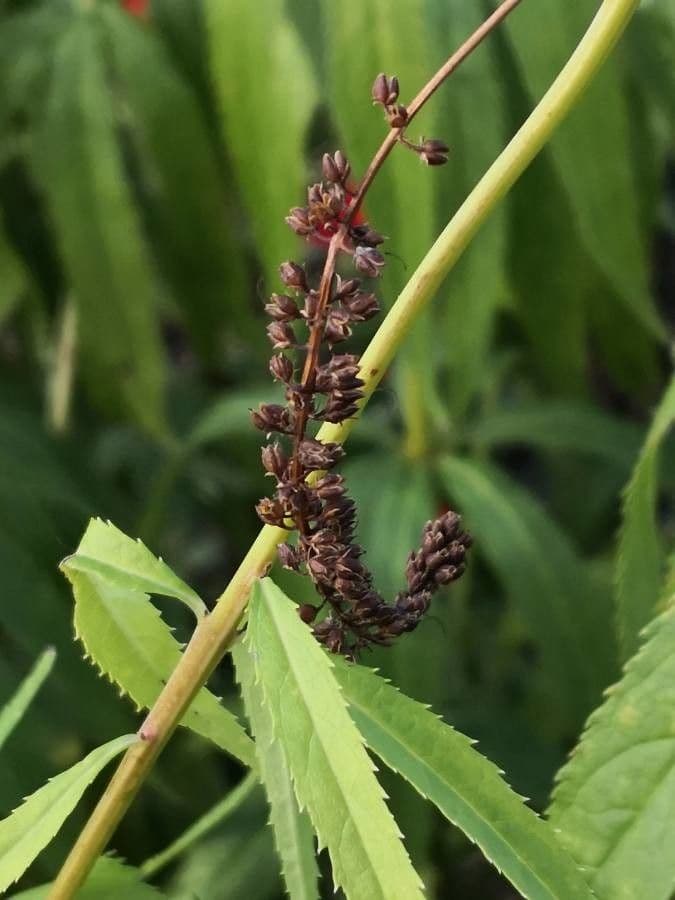 Veronica virginica 3