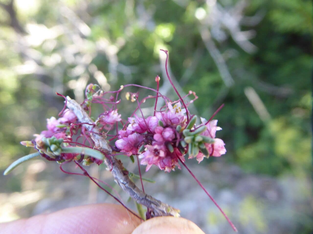 Cuscuta 14