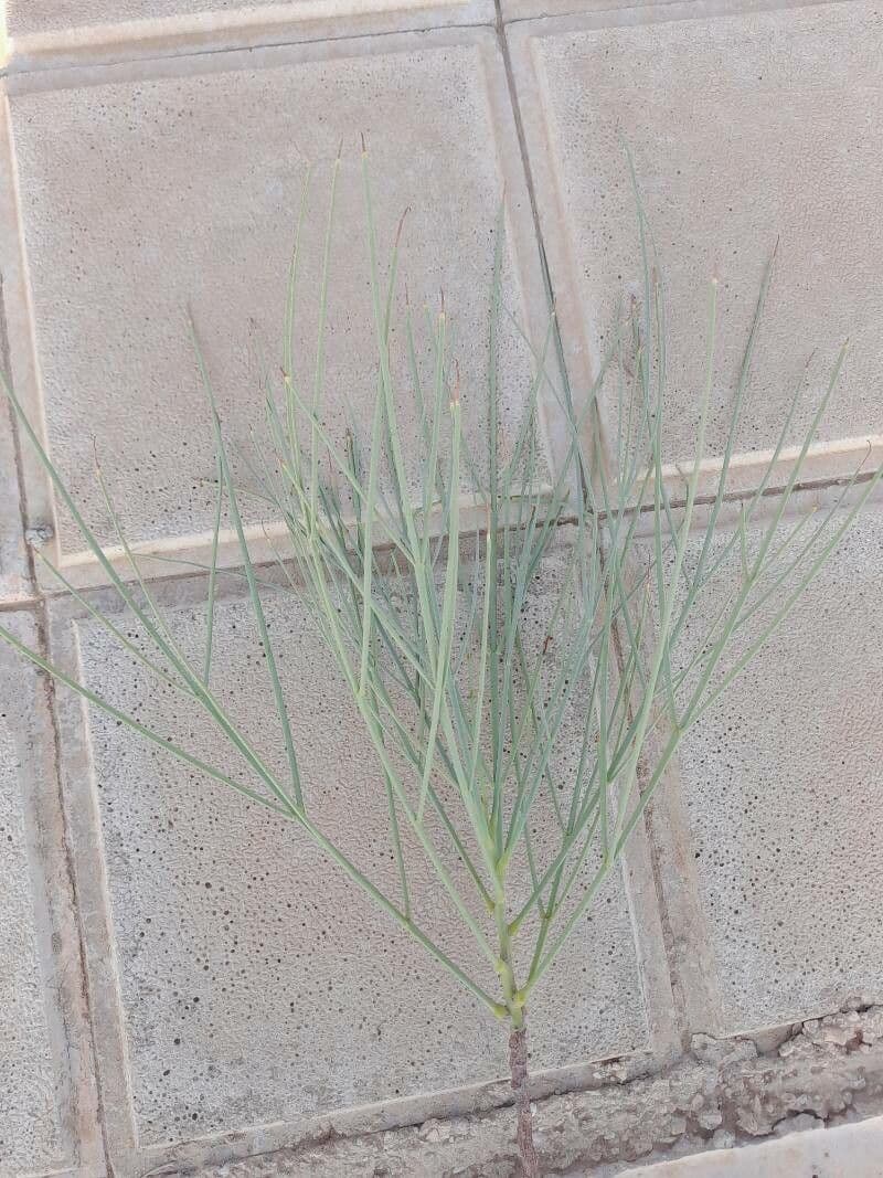 Moringa 8