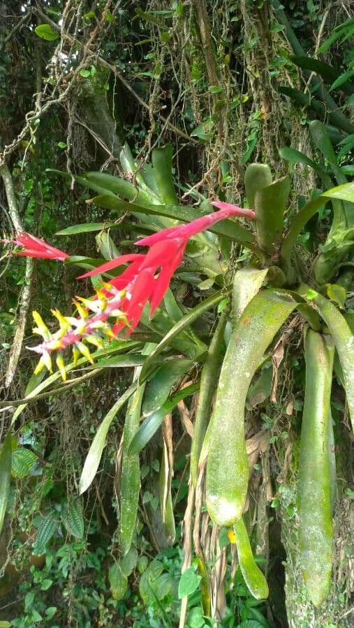 Aechmea nudicaulis 6