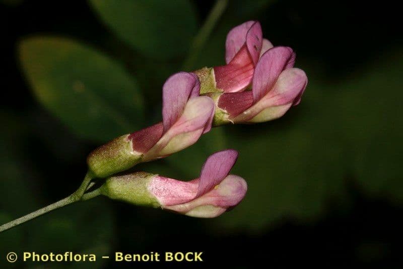 Veccia dei boschi 9