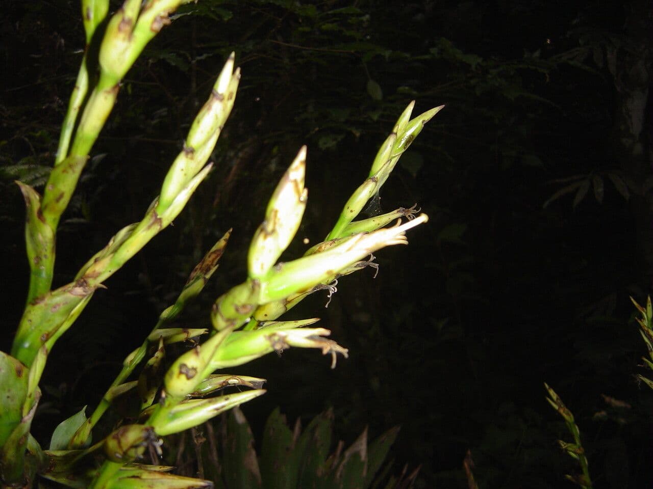 Vriesea 10
