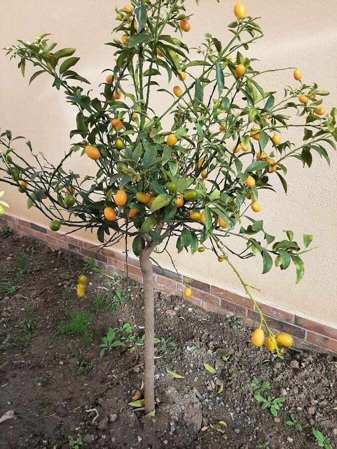Kummerquats 19