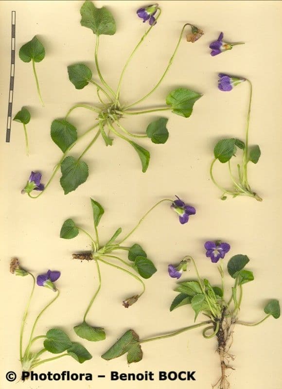 Viola odorata 22