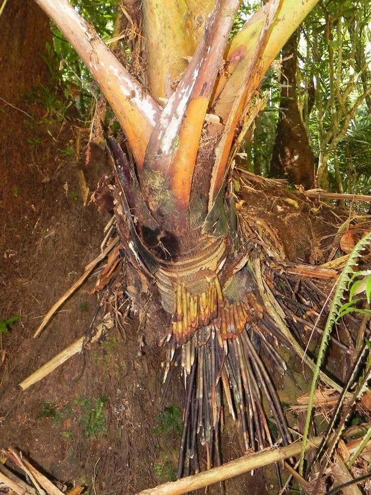 Cyphosperma 6