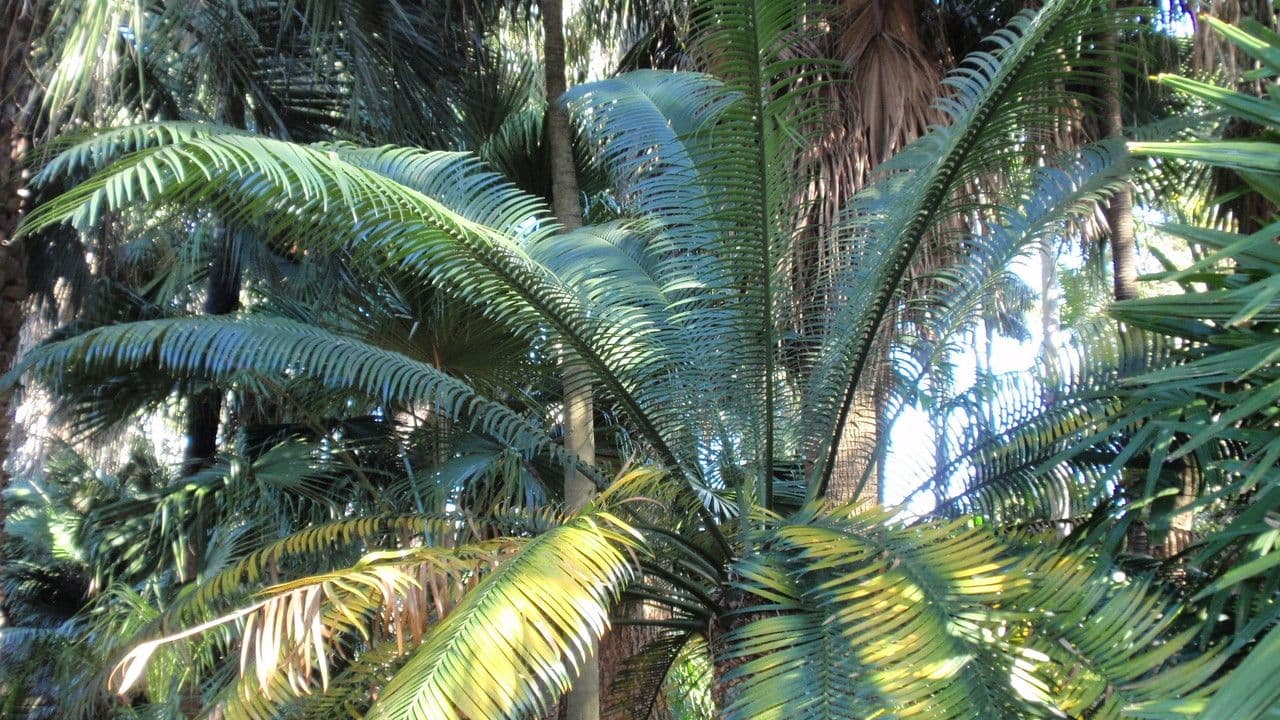 Lepidozamia 3