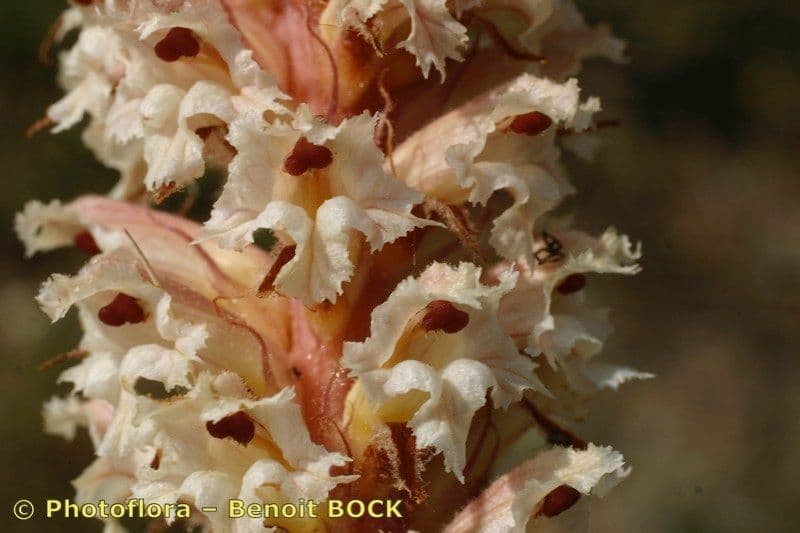 Orobanche amethystea 27