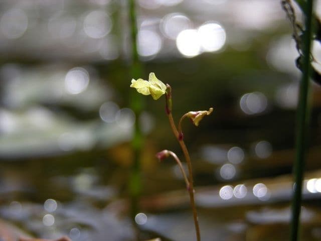 Erba-vescica minore 6
