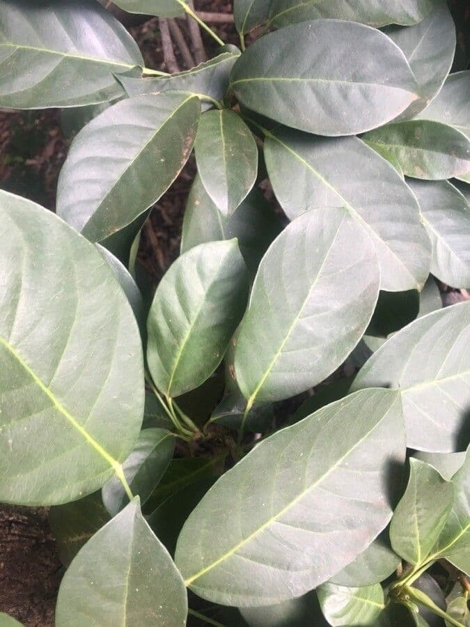 Dendropanax 12