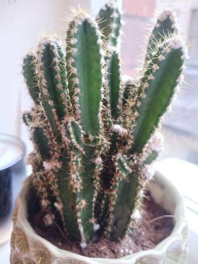 Cactus 6