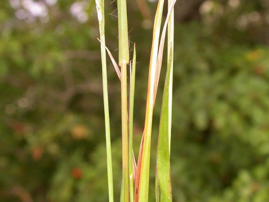 Digitaria 2