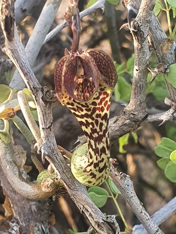 Ceropegia 2