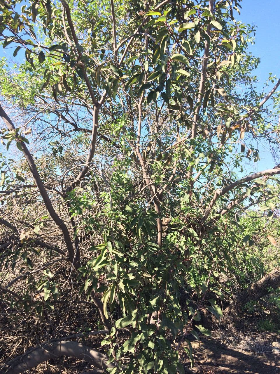 Malosma 14