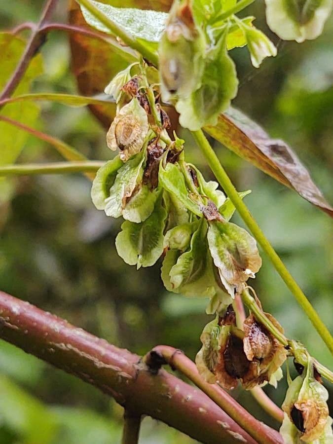 Fallopia scandens