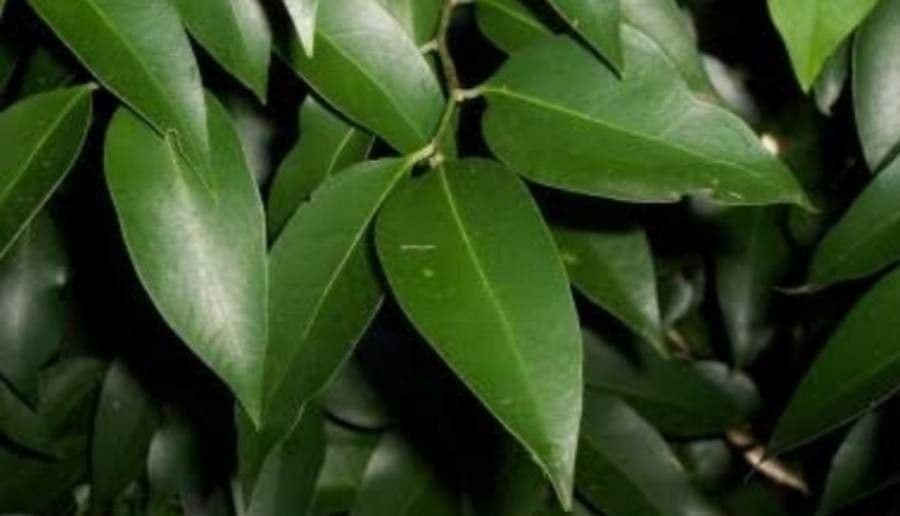 Celtis paniculata 8