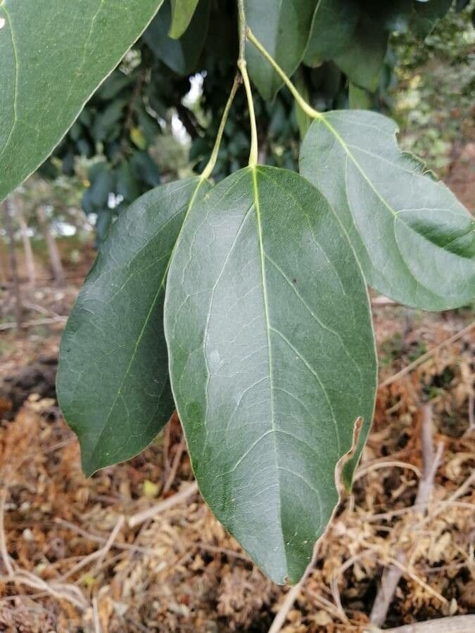 Hyperbaena 5