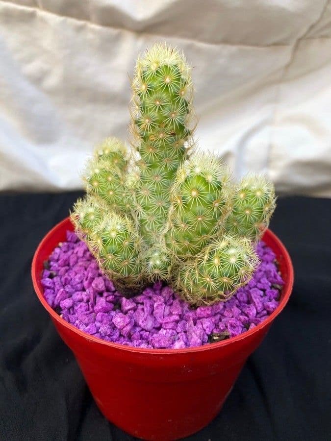 Cactus stella dorata 14