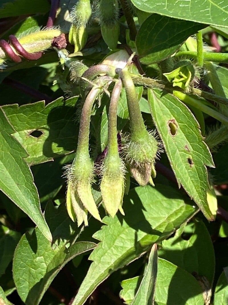 Purpur-Prunkwinde 30
