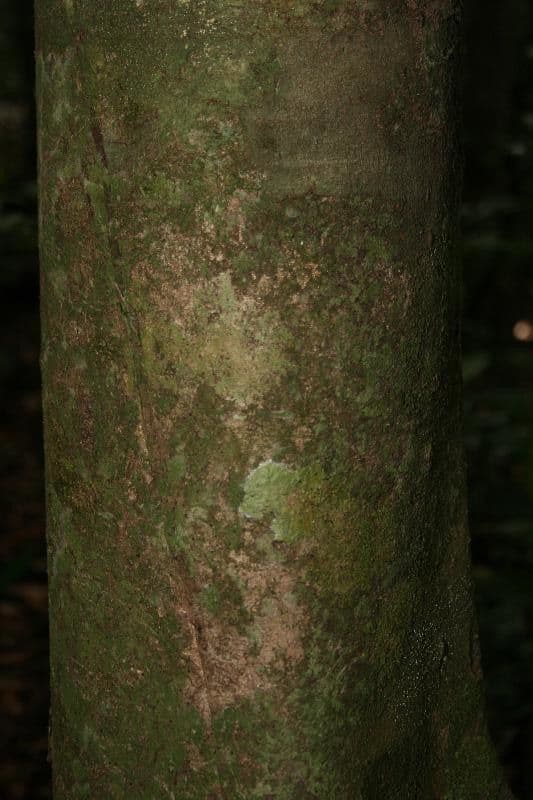 Protium decandrum 7