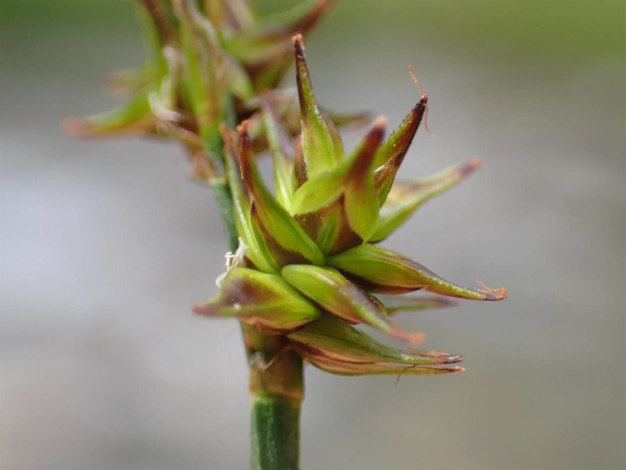Carice stellata 5