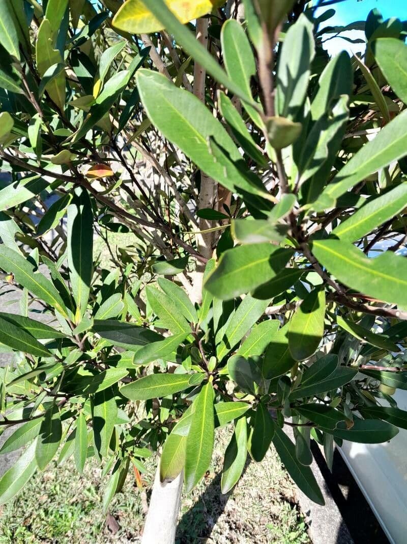 Lorbeerblättrige Tristaniopsis 11