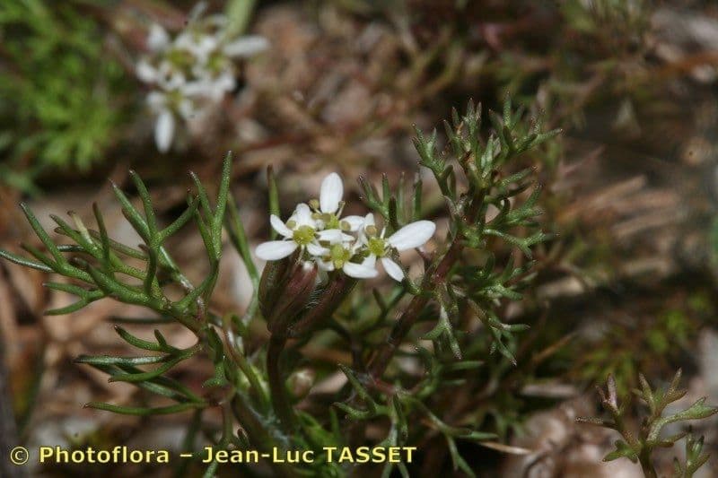 Perifollo austral 9