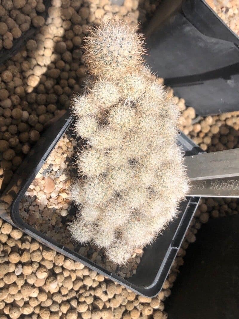 Cactus 4