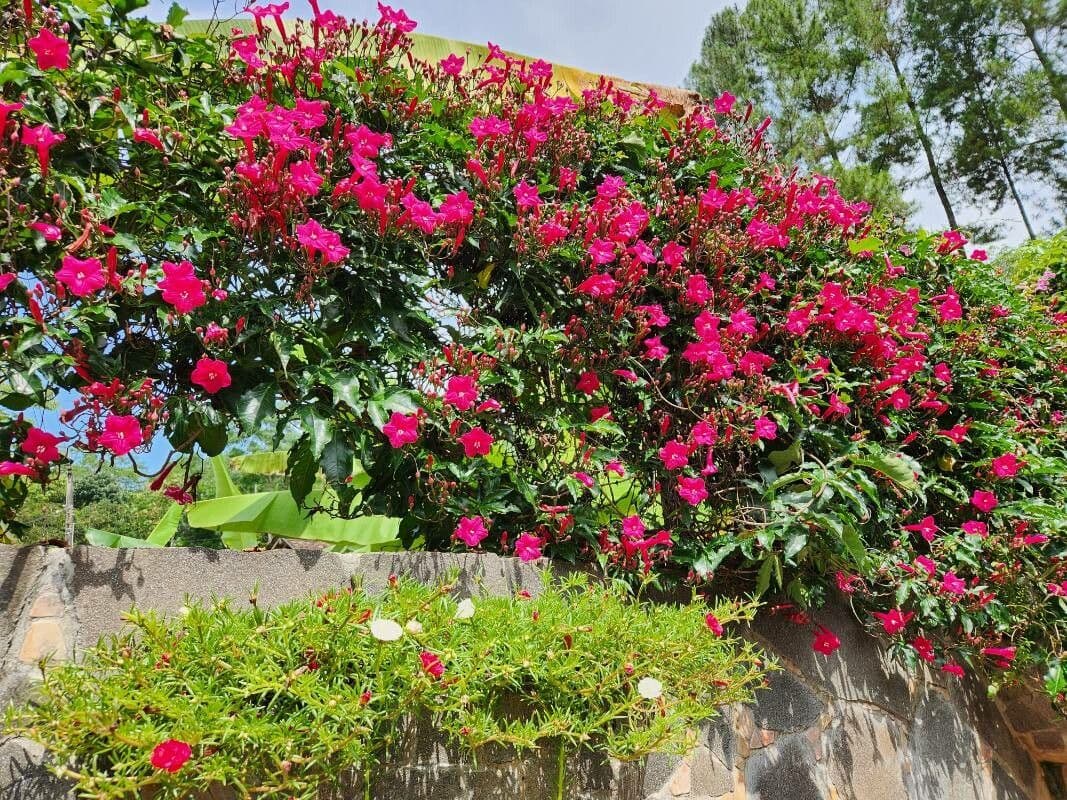 Ipomoea horsfalliae 6