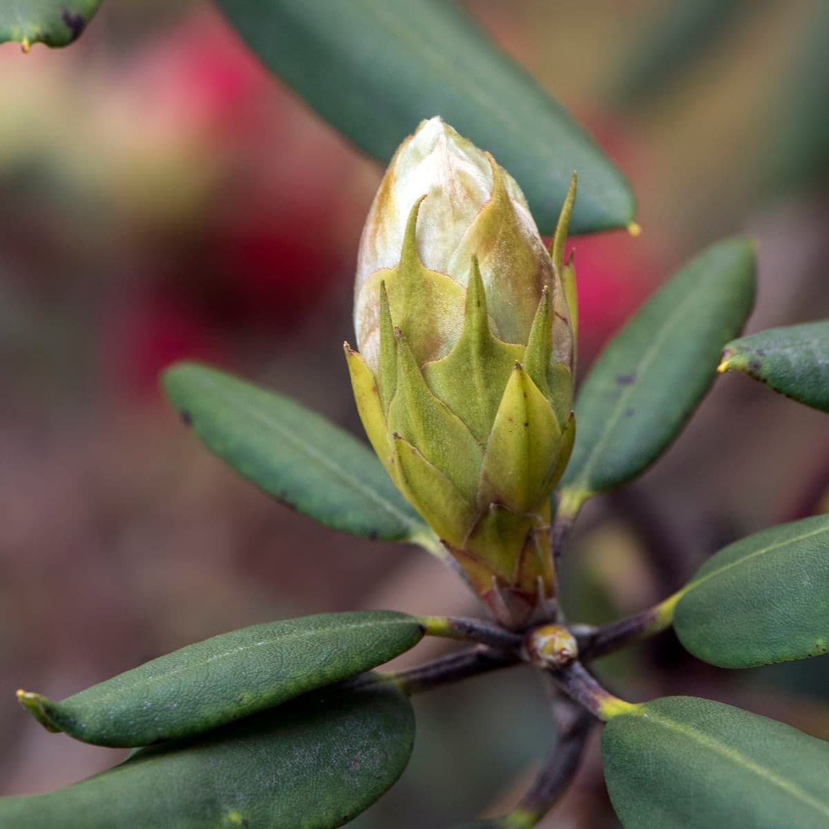 Rododendron 17