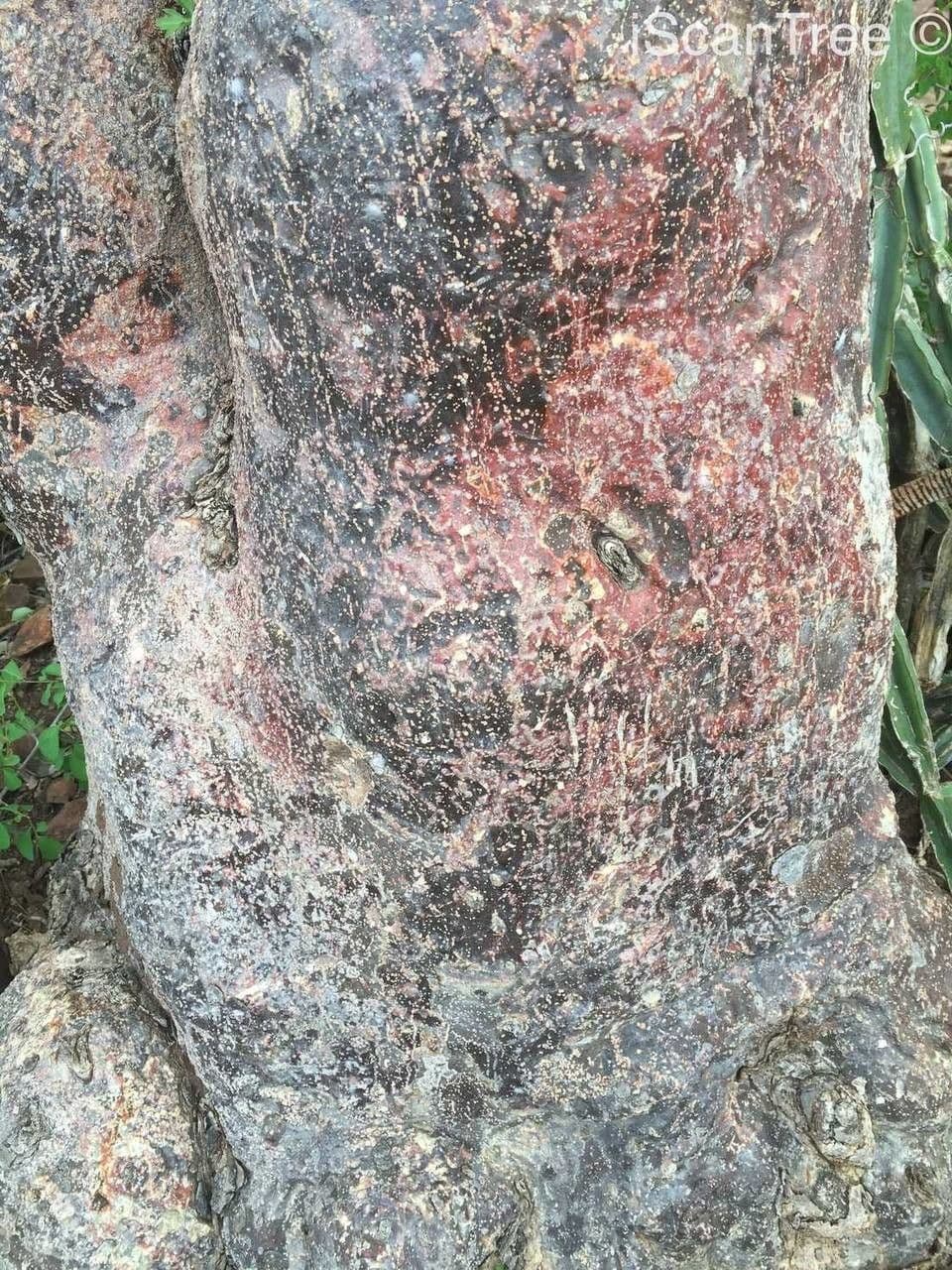 Sterculia 19