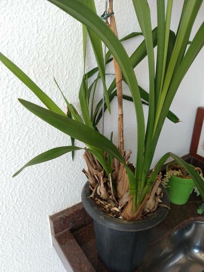 Oncidium 12