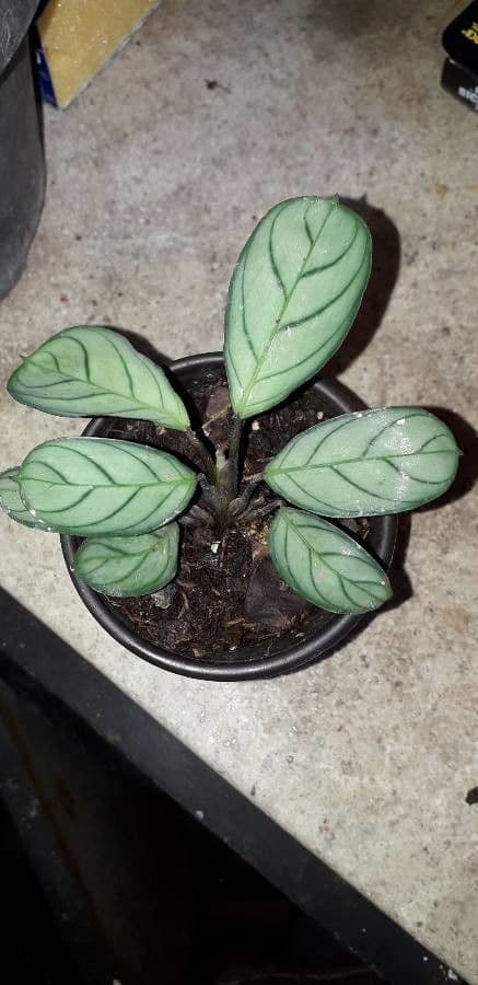 Ctenanthe 7