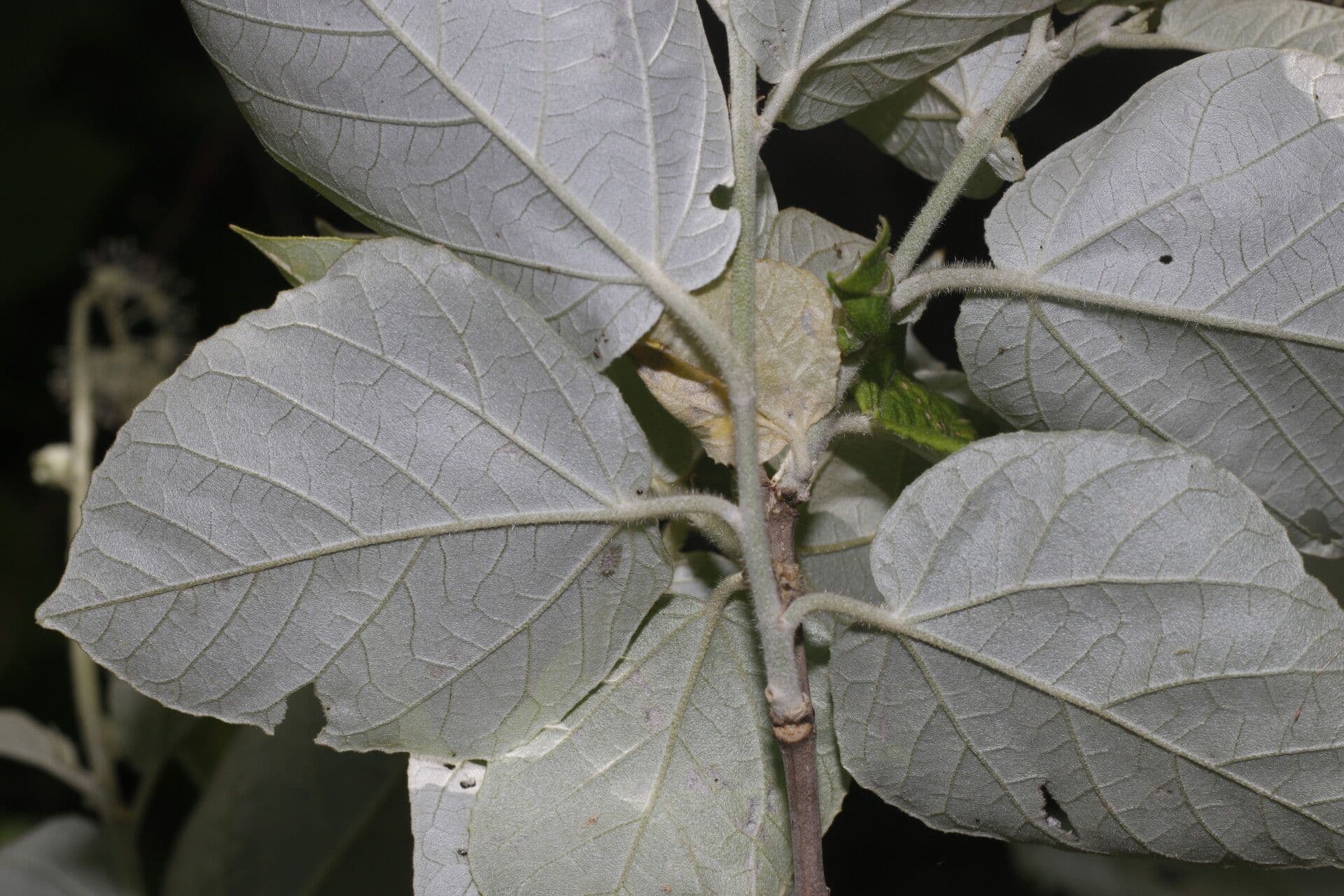 Croton