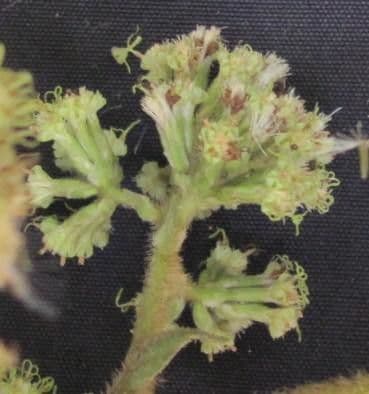 Mikania banisteriae 6