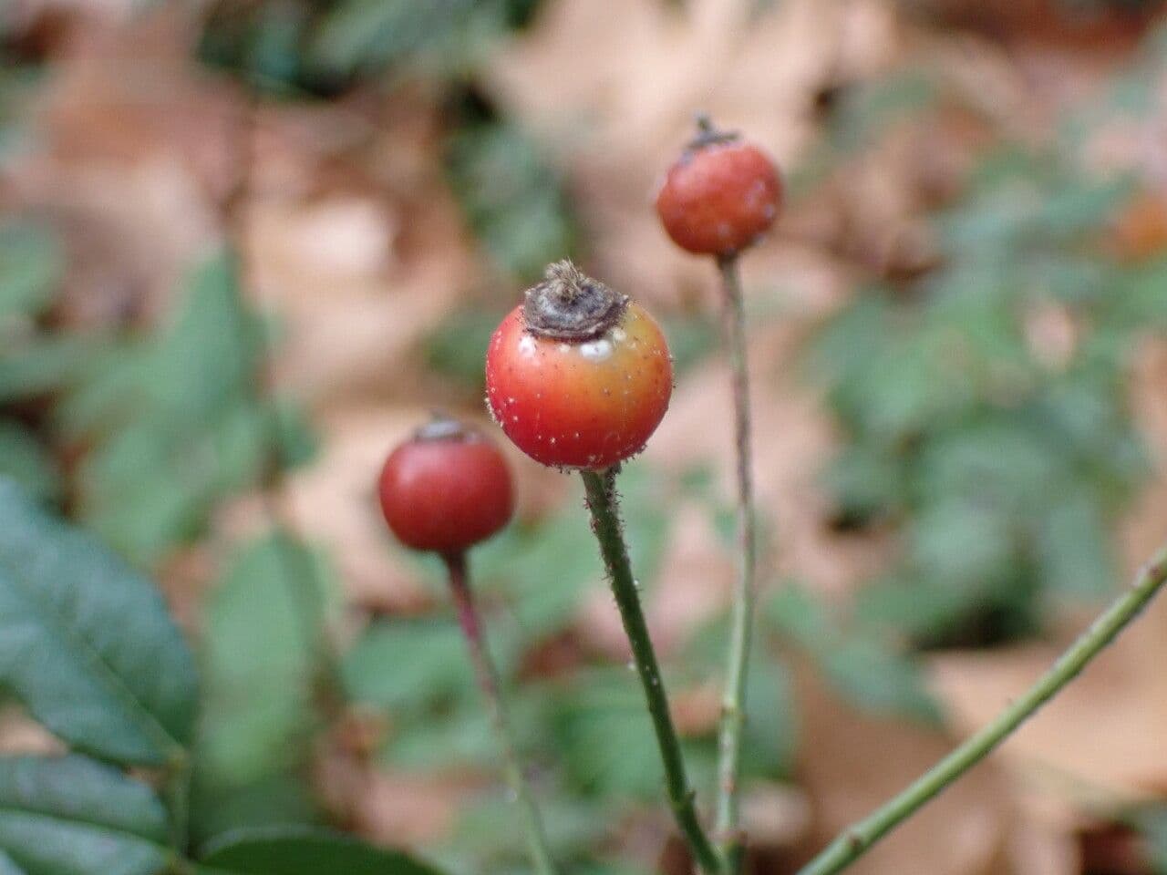 Immergrüne Rose 4