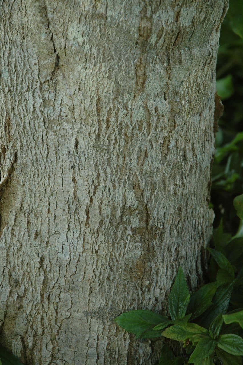 Oahu Seifenbaum 4