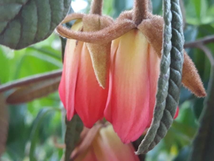 Dubouzetia 6