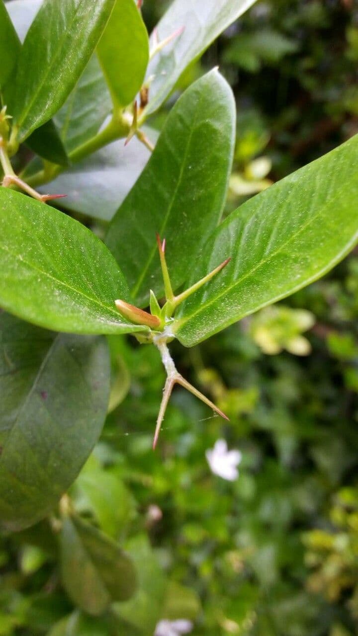 Atractocarpus 13
